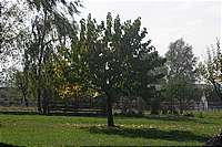 Ein Baum in Nachbars Garten