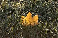 Herbstlaub auf dem Rasen