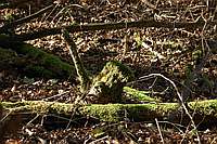 Altes Holz