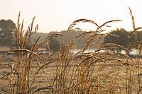 Gras vor dem Hintergrund des Weiherhofs