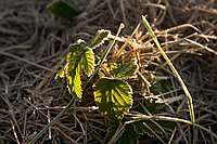 Eine Erdbeerpflanze im Gras