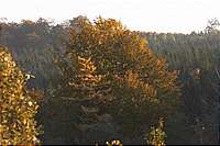 Herbstliche Bäume inmitten des Büdinger Walds