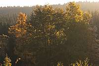 Blick auf den Wald