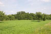 Wald vor den Kleingärten