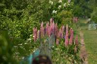 Blumen am Zaun