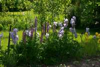 Blumen an der Gartengrenze