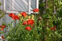 Mohn in einem der Kleingärten