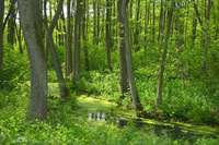 Altarm des Fl&uuml;&szlig;chens, mit Polfilter