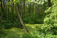 Die Wasseroberfl&auml;che ist von Wasserlinsen bedeckt