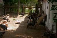 H&uuml;hnerhof mit Truthahn