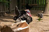 Der Truthahn schl&auml;gt ein Rad