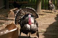 Der Truthahn schl&auml;gt ein Rad