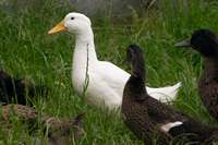 Eine wei&szlig;e Ente