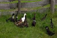 Die Enten auf dem Weg zur Weide