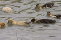 Die K&uuml;ken schwimmen auf dem Teich