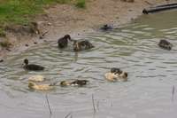 K&uuml;ken auf dem Teich