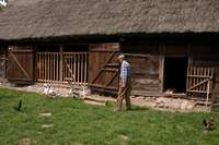 G&auml;nse auf dem Hof