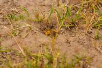 Solit&auml;rbiene bei der Arbeit