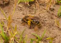 Solit&auml;rbiene bei der Arbeit