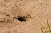 Nisth&ouml;hle einer Solit&auml;tbiene