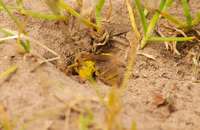 Solit&auml;rbiene bei der Arbeit