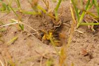 Solit&auml;rbiene bei der Arbeit