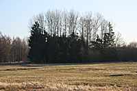 Das kleine W&auml;ldchen auf der Weiherwiese