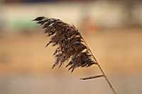 Schilffahnen wehen im Wind