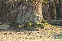 Der breite Fu&szlig; der alten Eiche