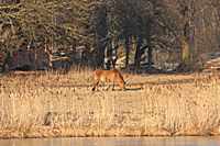 Auf der anderen Seite des Weihers grasen Pferde