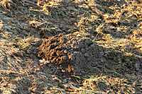 Ein Maulwurf ist hier trotz Frost aktiv