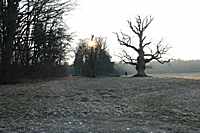 Blick vom Weiher her auf die Eiche
