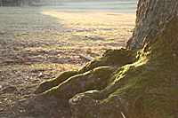 Die Wurzeln der alten Eiche