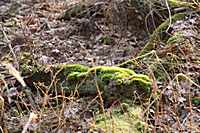 Moos auf alten Baumst&auml;mmen im Wald