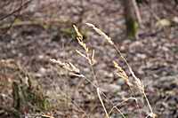 Gr&auml;ser&auml;hren