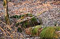 Ein Moosbedeckter Stein