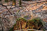 Ein alter Baumstumpf